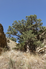Juniperus polycarpos