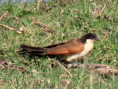 Centropus cupreicaudus