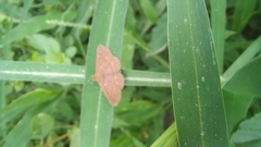 Leptostales pannaria