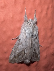 Pleromelloida cinerea