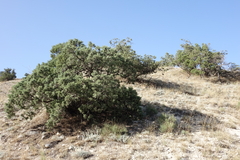Juniperus polycarpos
