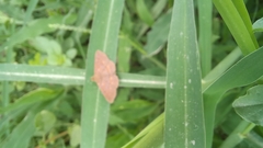 Leptostales pannaria