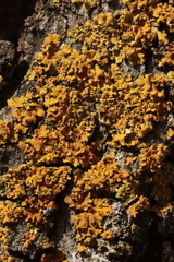 Xanthomendoza