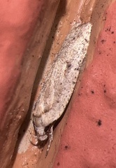 Agonopterix nervosa