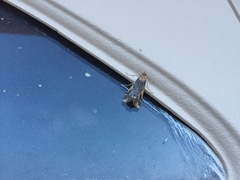 Loxostege albiceralis