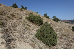 Juniperus polycarpos