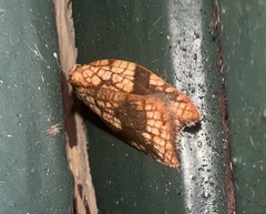 Acleris rhombana