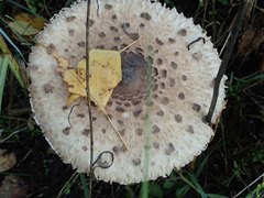Macrolepiota mastoidea
