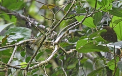Pogonotriccus poecilotis