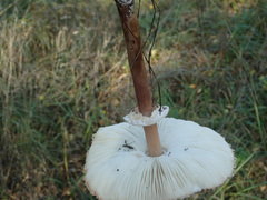 Macrolepiota mastoidea
