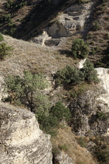 Juniperus polycarpos
