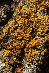 Xanthomendoza