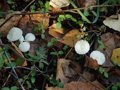 Marasmius wynneae