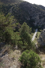 Juniperus polycarpos