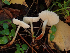 Marasmius wynneae
