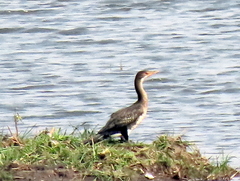 Microcarbo africanus africanus