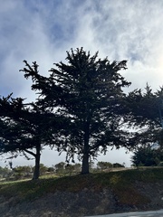 Cupressus macrocarpa