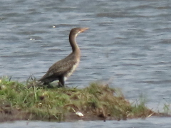 Microcarbo africanus africanus