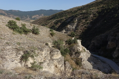 Juniperus polycarpos