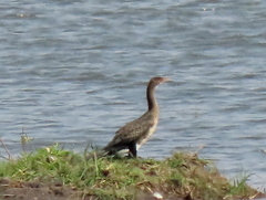 Microcarbo africanus africanus
