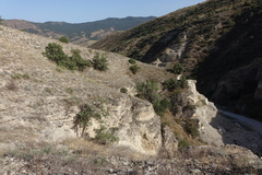 Juniperus polycarpos