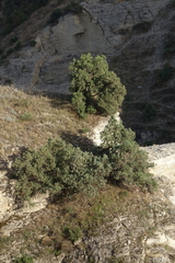 Juniperus polycarpos