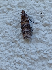 Sciota uvinella