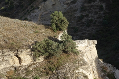 Juniperus polycarpos