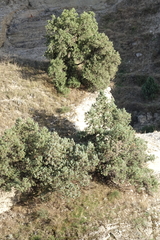 Juniperus polycarpos