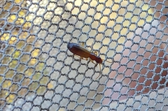 Paradromius linearis