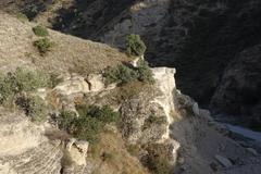 Juniperus polycarpos