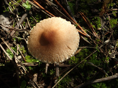 Lepiota oreadiformis