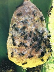 Polybia plebeja