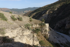 Juniperus polycarpos
