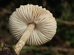 Lepiota oreadiformis