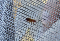 Paradromius linearis