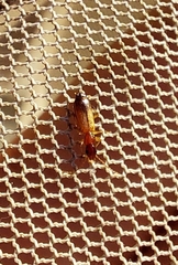 Paradromius linearis