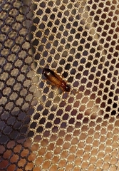 Paradromius linearis