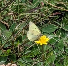 Colias philodice