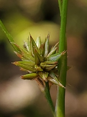 Juncus acuminatus