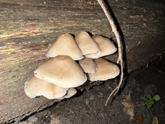 Mycena galericulata