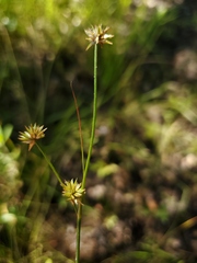 Juncus acuminatus