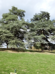 Cedrus