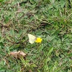 Colias philodice