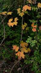 Acer