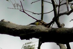 Megarynchus pitangua