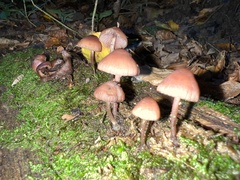 Mycena galericulata