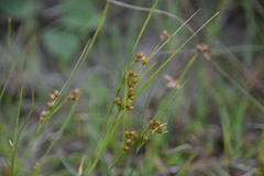 Juncus