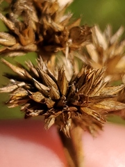 Juncus acuminatus