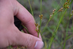 Juncus